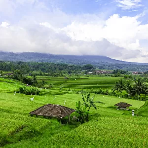 Terraced Rice Fields, Jatiluwih, Bali, Indonesia