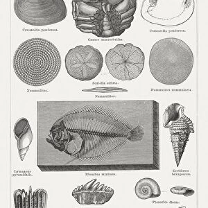 Tertiary fossils, wood engravings published in 1878