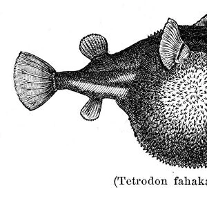Tetraodon pufferfish engraving 1897