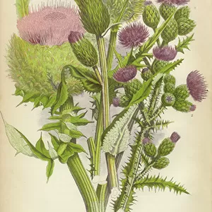 Botanical illustrations Poster Print Collection: Floral artwork