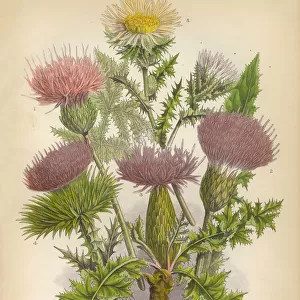 Thistle, Milk Thistle, Plume Thistle, Scotland, Victorian Botanical Illustration