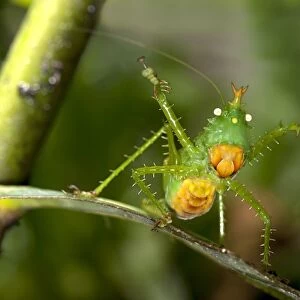 Threatening pose of a Spiny Devil Bush cricket -Panacanthus cuspidatus-, Tiputini rain forest, Yasuni National Park, Ecuador