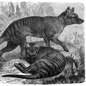 Thylacine