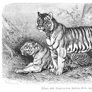 Tiger engraving 1882