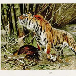 Tiger lithograph 1894