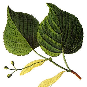Tilia platyphyllos, largeleaf linden, large-leaved linden, large-leaved lime, largeleaf