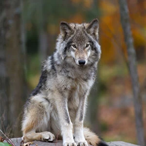 Timber Wolf 17