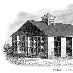 Tobacco curing house engraving 1873
