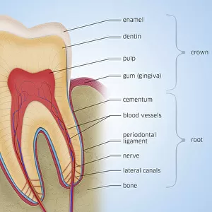 Tooth anatomy, illustration