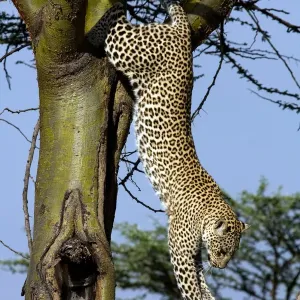 Leopard Jumping Down Tree Print, Maasai Mara Africa Leopard Jumping Down Tree Print, Maasai Mara Africa