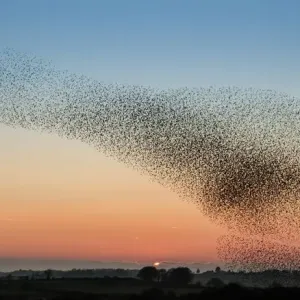 Murmuration of Starlings Print at Sunset, Anglesey Murmuration of Starlings Print at Sunset, Anglesey