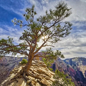 Tree on Angels Landing, Zion Canyon, Zion National Park, Utah, USA