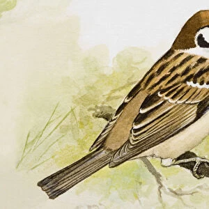 Tree sparrow (Passer montanus), perching on a branch, side view