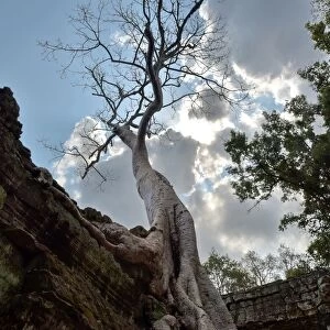 Trees entwine Ta Prohm temple Angkor Cambodia