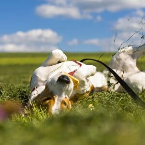 Tricolour Beagle, male rolling in the grass