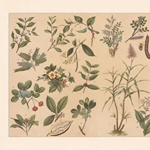 Tropical useful plants, chromolithograph, published in 1897