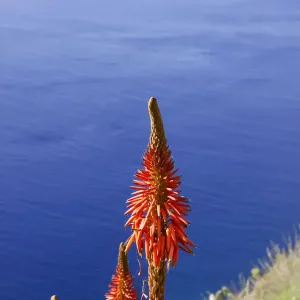 star aloe Aloe Silver Star main image 1