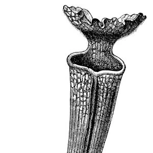 Trumpet Pitcher Plant (Sarracenia laciniata)