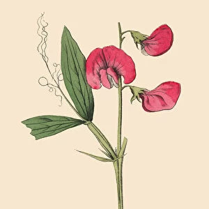 Tuberous Pea, Legumes, Victorian Botanical Illustration