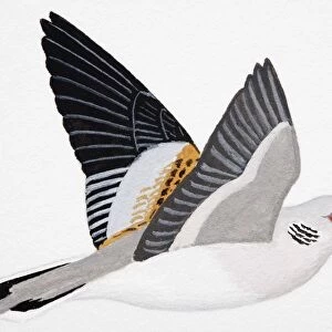 Doves Collection: White Winged Dove