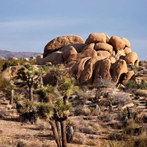Typical Mojave desert scenery of Joshua Tree