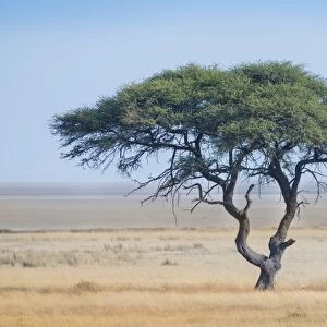 Umbrella Thorn -Acacia tortilis-, tree in front of the Etosha Pan, Etosha National Park, Namibia