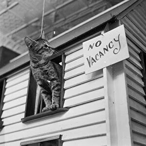 No Vacancies at the Cat Hostel