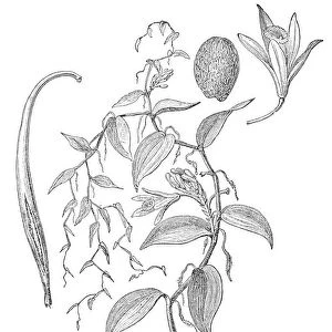 Vanilla planifolia orchid plant illustration 1880