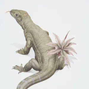Lizards Collection: Komodo Monitor