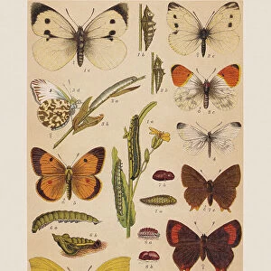 Various butterflies (Pieridae, Lycaenidae), chromolithograph, published in 1892