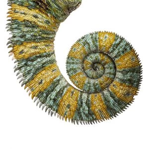 Veiled chameleon tail