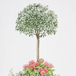 Viburnum tinus, tree-like mop-headed shrub, with an underplanting of pink rose-like flowers of Begonia x tuberhybrida Non-stop, small pink flowers of Begonia pendula Illumination and ivy trailing over edges of square container