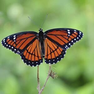 Viceroy butterfly, Limenitis archippus, mimics pattern and coloration of Monarch butterfly. Everglades National Park, Florida, USA. UNSECO World Heritage Site (Biosphere Reserve)