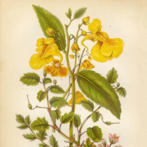 Victorian Botanical Illustration: Hemlock and Balsam
