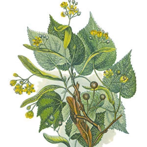 Victorian Botanical Illustration of a Lime Tree
