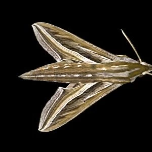Vine Hawk-Moth or Silver-striped Hawk-Moth -Hippotion celerio-, Oromia Region, Ethiopia