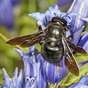 Violet Carpenter Bee or Indian Bhanvra -Xylocopa violacea- on a Willow Gentian -Gentiana asclepiadea-, Bavaria, Germany