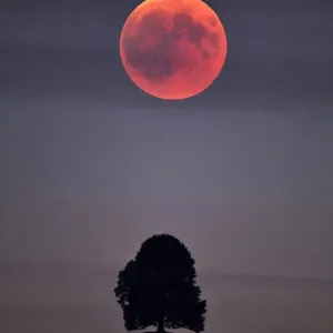 Luna de sangre, eclipse lunar total, doble exposición con árbol en colina morrena, Hirzel. Luna de sangre, eclipse lunar total, doble exposición con árbol en colina morrena, Hirzel.