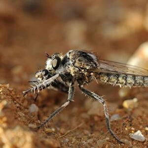 Wasp Robber Fly with prey, Goegap Nature Reserve, Namaqualand, South Africa, Africa