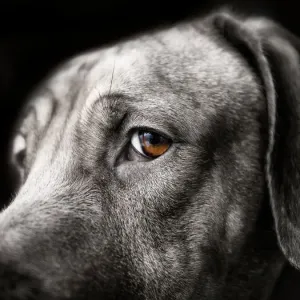 Rich Brown Eye Print of a Watchful Rhodesian Ridgeback