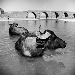 Water-Buffalo