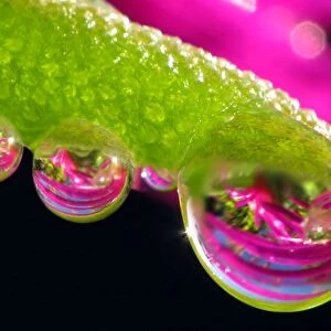 Water dew drops on succulent plant