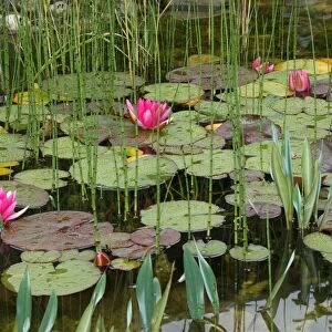 Water lilies -Nymphaea sp. -, in a garden Pond in rain, Allgaeu, Bavaria, Germany, Europe