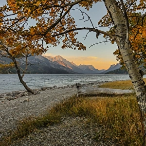 Waterton lake in autumn colours at sunset against the mountains, Waterton Lakes National Park