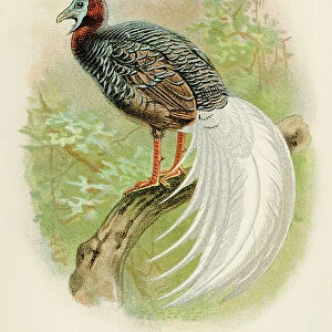 The wattled pheasant engraving 1892