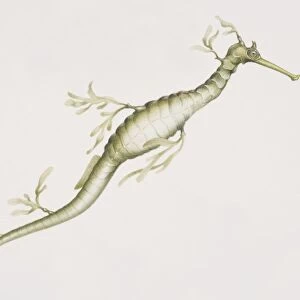 Weedy Seadragon (Phyllopteryx taeniolatus), a long sea weed like dragon