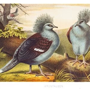 Western crowned pigeon 1882