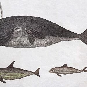 Whales, hand-coloured copperplate engraving from Friedrich Justin Bertuch Picture