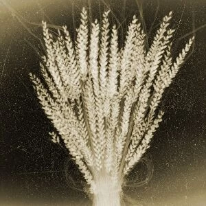 Wheat, X-ray