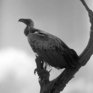 A White-backed Vulture Resting on a Branch at Kruger National Park, South Africa